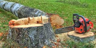 Best Arborist Consultation Services  in Eagleton Village, TN